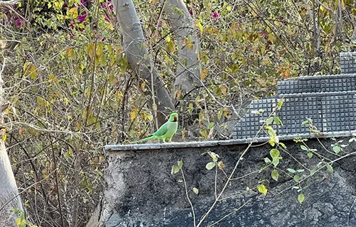 Bird Watching